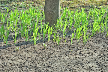 Green sprouts and tree trunk with selective focus