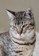 jolie chatte tigrée