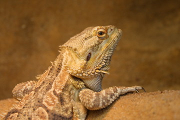Bartagame