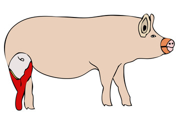 Prosciutto di maiale