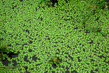 duckweed