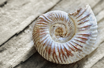 shell on wood
