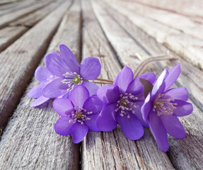 liverwort flowes on wooden table detail