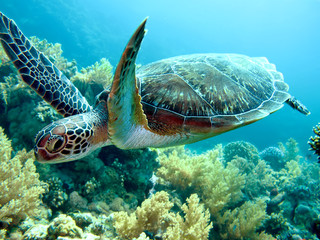 Obraz na płótnie Canvas Zielony żółw morski