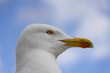 Mouette