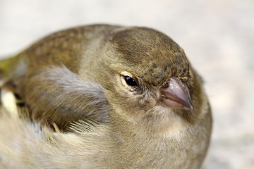 Grünling