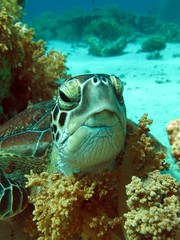 Green Sea Turtle