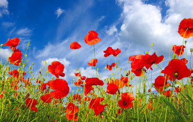 Naklejka premium poppies