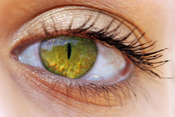 Naklejka premium Cateye