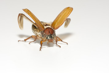 Maikäfer