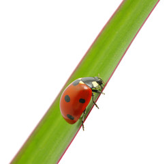 ladybug
