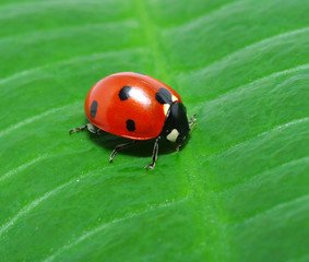 Fototapeta premium a ladybird