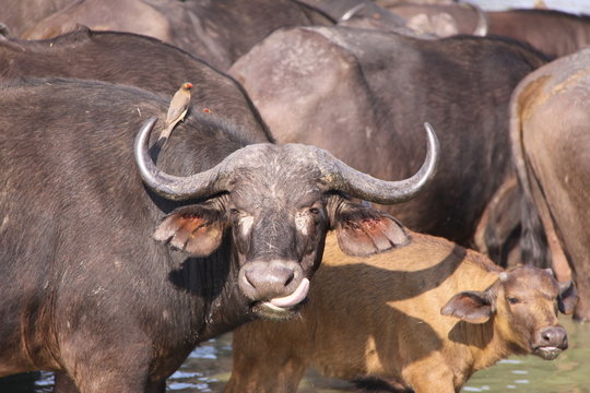 cape buffalo cow and calf