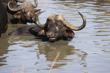 old buffalo in water