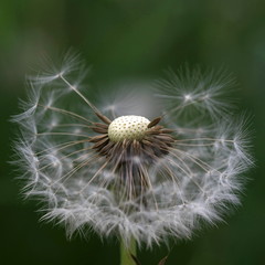 Löwenzahn - Taraxacum Officinale