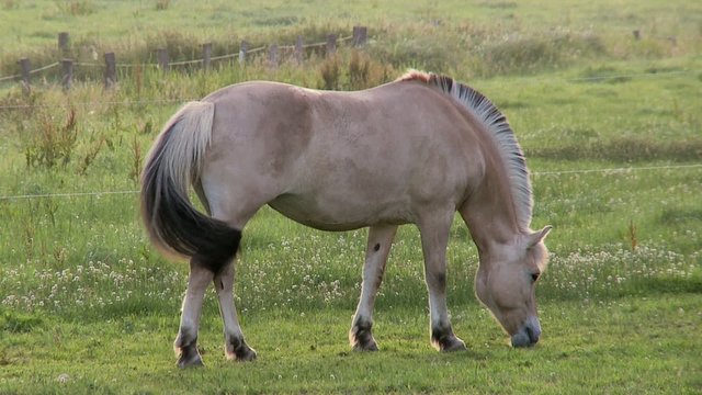 Pferd Pony Koppel fressen grasen