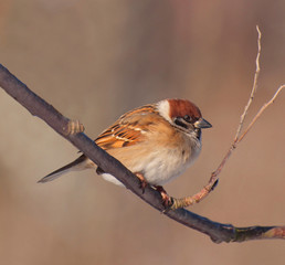 Bunting on twig closeup