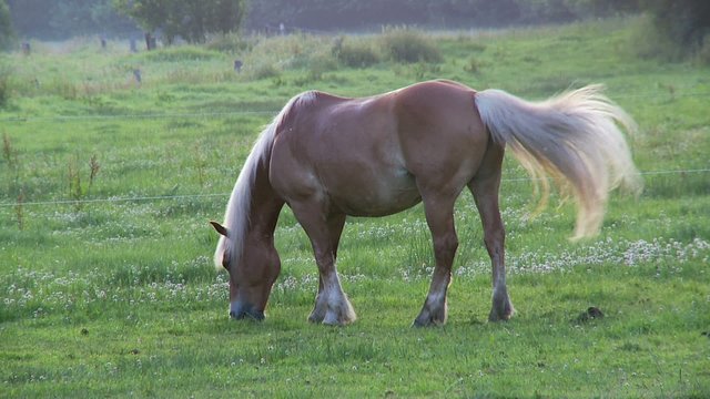 Pferd Pony Koppel fressen grasen