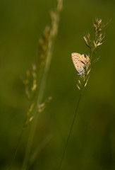 veined blue