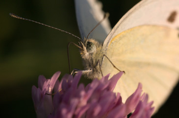 White butterfly