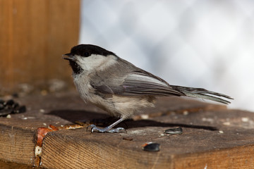 Willow Tit, Black-capped Chickadee, Parus montanus
