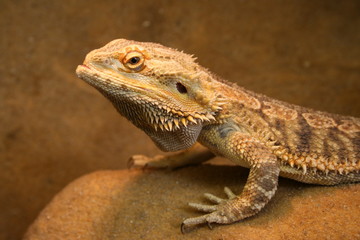 Fototapeta premium Bartagame