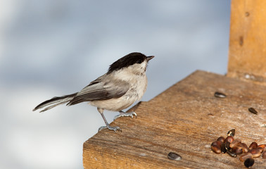 Willow Tit, Black-capped Chickadee, Parus montanus