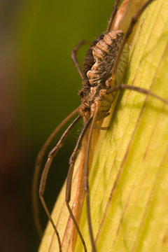 Daddy-long-legs on a plant.