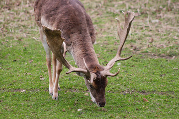 Hirschbock / Damwild beim Fressen auf grüner Wiese