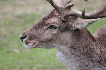 Hirschbock - Damwild