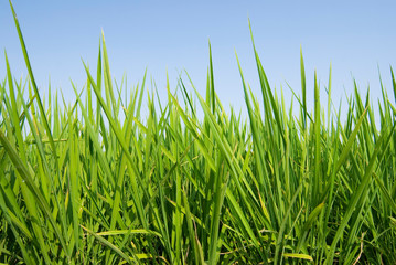 Obraz premium Fresh Grass land under blue sky