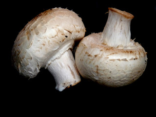 champignongs - white mushrooms