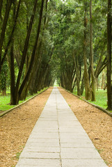 stone path and tranquail pine woods.