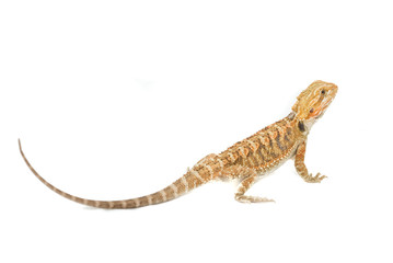 Juvenile Bearded Dragon Pet. (Pogona)