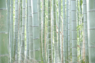 Foto op geborsteld aluminium Bamboe Bamboo Bos