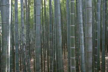 Tissu par mètre Bambou Foret de bambou