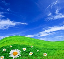 white camomiles in a green field