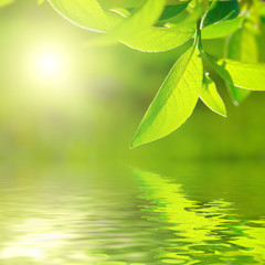 Fresh green leaf highlighted by sun on water.