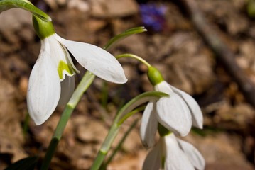 beautiful snowdrops