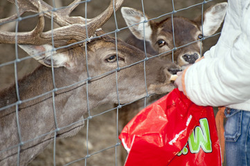 Tiere füttern