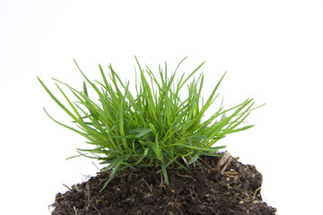 Grasbueschel