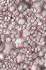 Pink orchid bubble reflections