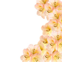 Fototapeta na wymiar rododendron kwiaty granicy