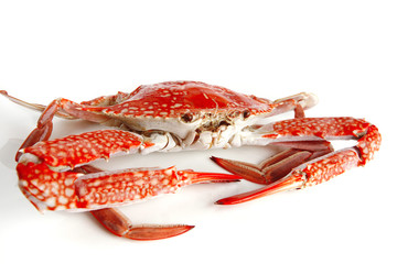 single crab