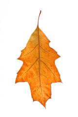 autumn leaf