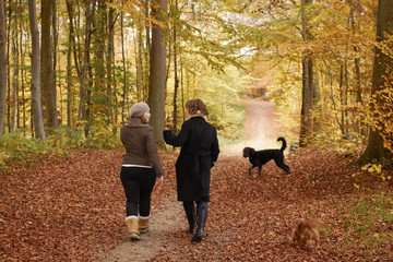 Young female friends walking in autumn park - obrazy, fototapety, plakaty
