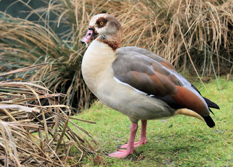 Egyptian Goose