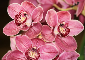Pink Cymbidium orchids 3