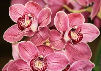 Peel and stick wall murals Orchid Pink Cymbidium orchids 3
