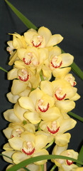 Yellow Cymbidium orchid